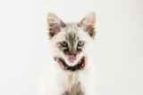 Explicación del comportamiento de lactancia en gatitos (succionar y amasar)