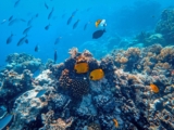 ¿Cómo bajar los nitratos del acuario?