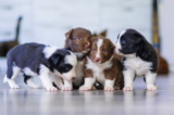 ¿Cuándo abren los ojos los cachorros después del nacimiento?