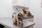 ¿Cuál es la mejor edad para esterilizar a un perro?