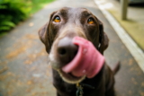 ¿Por qué los perros lamen el aire?