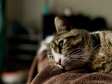 ¿Se sienten solos los gatos? ¿Sufren soledad?