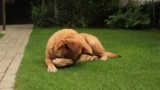 ¿Los perros pueden ver fantasmas? Descubre los hechos espeluznantes
