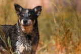 Mezclas de pastor australiano – 9 perros mestizos que te encantarán