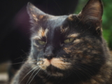 Colores de los gatos – Datos sorprendentes sobre los pelajes y patrones de los gatos