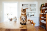 10 consejos para mantener feliz a un gato de interior