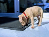 ¿Por qué los perros se comen su propio vómito? ¿Es seguro?