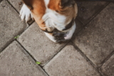 Mi perro come demasiado rápido: 5 formas de reducir la velocidad