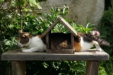 ¿Los gatos calicó son siempre hembras?
