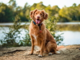 ¿Los perros pueden tener granos? Todo lo que debes saber