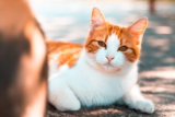 ¿Gato actuando raro?  7 señales de que tu gato puede estar enfermo
