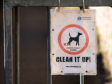 El significado del color de la caca de perro: un viaje a través del tracto digestivo canino