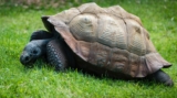 Tortugas vs galápagos: diferencia y comparativa en 15 puntos