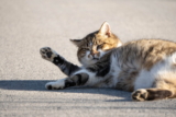 La obesidad en los gatos y cómo poner a dieta a un gato