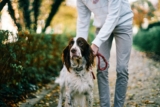 Cómo entrenar a tu perro para que te respete