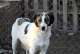 Por qué necesitas un perro de refugio en tu vida
