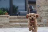 ¿Por qué mi cachorro orina tanto? Todo lo que necesitas saber