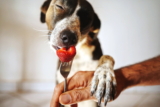Perros veganos: ¿Es saludable la comida vegana para ellos?