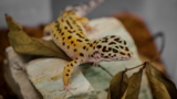 Gecko leopardo: guía completa de cuidados e introducción