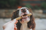 Mejores golosinas de cecina para perros del 2024 (análisis)