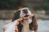Mejores golosinas de cecina para perros del 2026 (análisis)