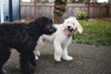 Cómo socializar a un perro o cachorro: Guía completa y consejos importantes