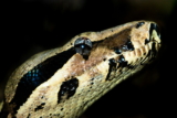 Lentes oculares retenidas en serpientes: Causas, tratamiento y prevención