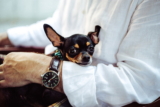 ¿Los perros entienden el concepto de tiempo?