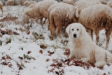 Perros de granja ¿Cuáles son las 8 mejores razas?