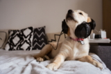 ¿Qué tipo de música les gusta a los perros?