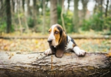 Basset Hound: Información y datos de la raza