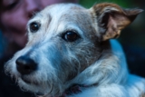 Cuidado de los perros mayores: Haz que tu perro mayor vuelva a sentirse como un cachorro