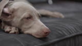 Cómo conseguir que un perro asustado confíe en ti