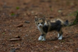 ¿Cuándo cambiar la comida de gatito por la de adulto?