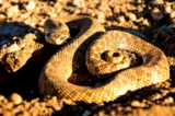 Serpiente de hocico de cerdo: Características, alojamiento, dieta y otra información