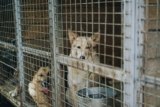 5 problemas comunes de los perros de refugio en cuanto a su comportamiento