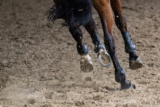 ¿Por qué los caballos necesitan herraduras?