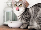 Mejor comida para gatos con bajo contenido de carbohidratos del 2026 (análisis)