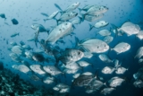 ¿Los peces beben agua?