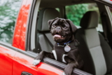 8 Formas de Eliminar el Pelo de Perro del Coche
