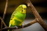 Periquitos: Todo lo que debes saber sobre este pequeño pájaro