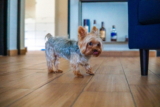 Alquilar con mascotas: cosas que debes hacer