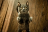 ¿Por qué mi gato siempre tiene hambre? ¿Qué podría estar mal?