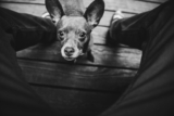 Demencia en perros: Signos y síntomas