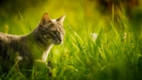 La mejor hierba para gatos del 2024 (análisis y guía)