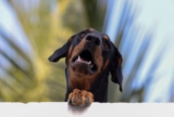 La mejor comida para perros Doberman del 2026 (análisis)