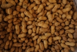 ¿Pueden los perros comer cacahuetes? Lo que deberías saber