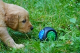 5 Estrategias para Manejar a un Perro Altamente Posesivo