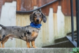 Mezclas de perros Dachshund – ¡10 Weiners locos increíbles!