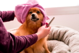 ¿Por qué los perros se vuelven locos después de un baño?